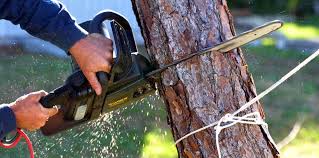Best Storm Damage Tree Cleanup  in Ahwahnee, CA