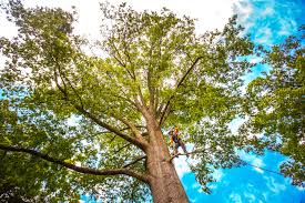 Best Tree Cabling and Bracing  in Ahwahnee, CA
