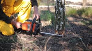 Best Seasonal Cleanup (Spring/Fall)  in Ahwahnee, CA