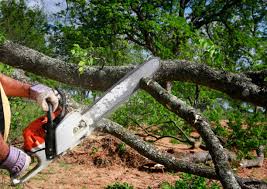 Best Tree Maintenance Programs  in Ahwahnee, CA