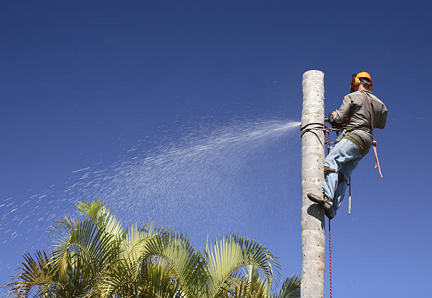 Best Lawn Irrigation Installation and Maintenance  in Ahwahnee, CA