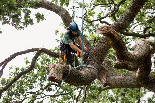 Best Leaf Removal  in Ahwahnee, CA