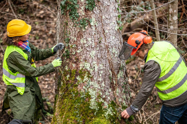 Professional Tree Care in Ahwahnee, CA