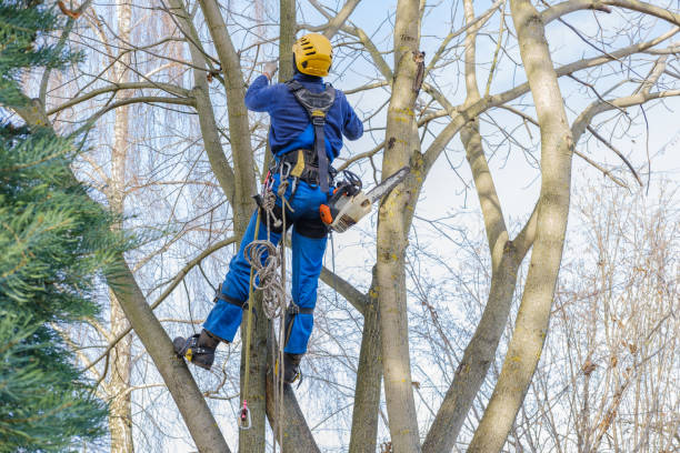Best Stump Grinding and Removal  in Ahwahnee, CA