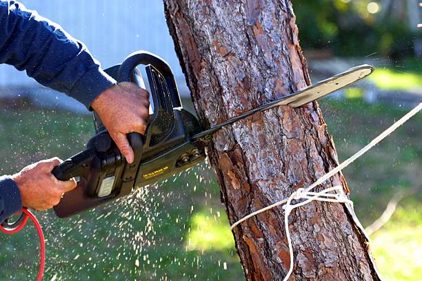 Best Lawn Pest Prevention  in Ahwahnee, CA