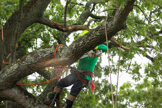 How Our Tree Care Process Works  in  Ahwahnee, CA