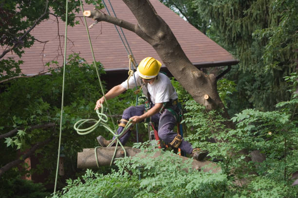 Best Lawn Disease Treatment  in Ahwahnee, CA