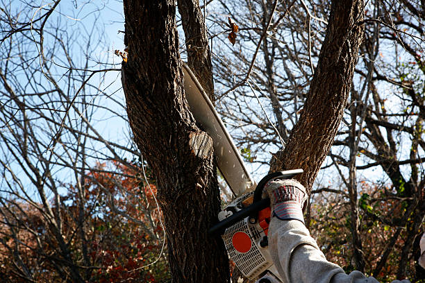 Best Tree and Shrub Care  in Ahwahnee, CA