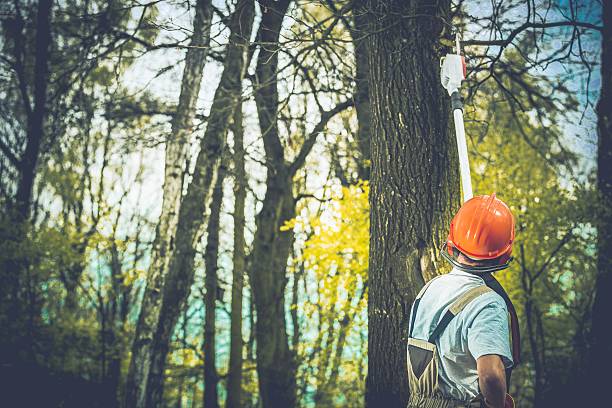 Best Root Management and Removal  in Ahwahnee, CA